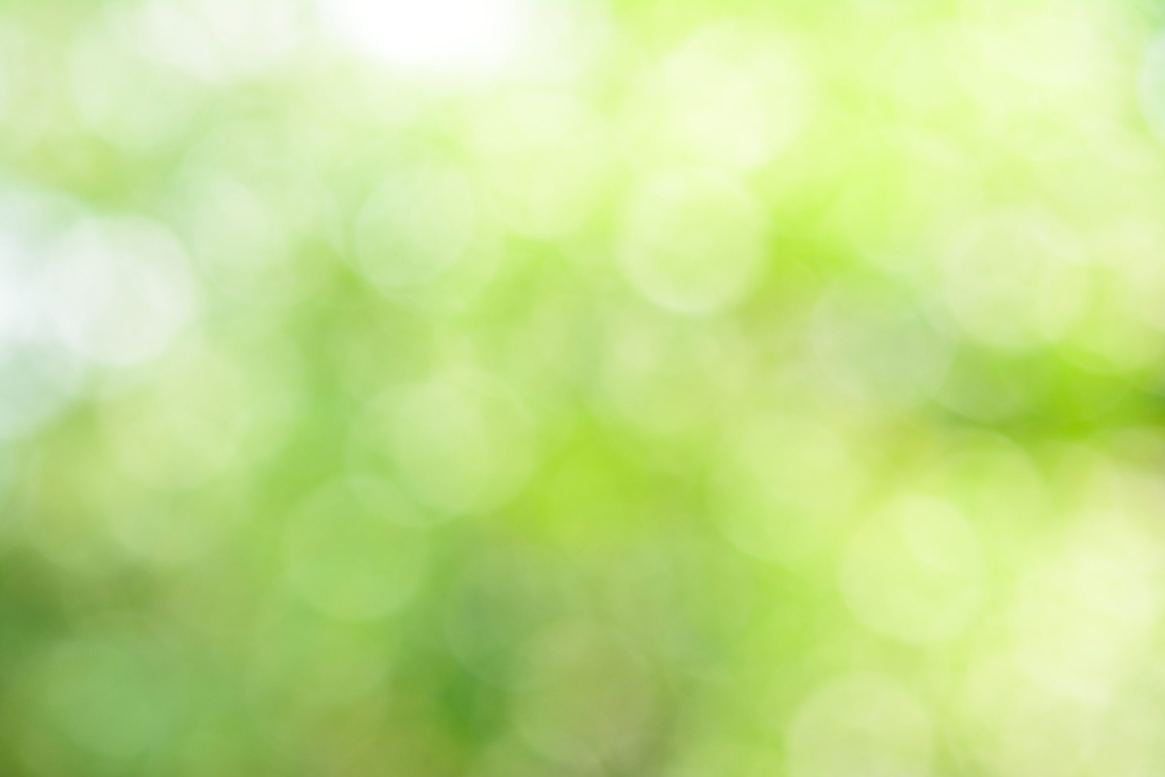 Sunny abstract green nature background